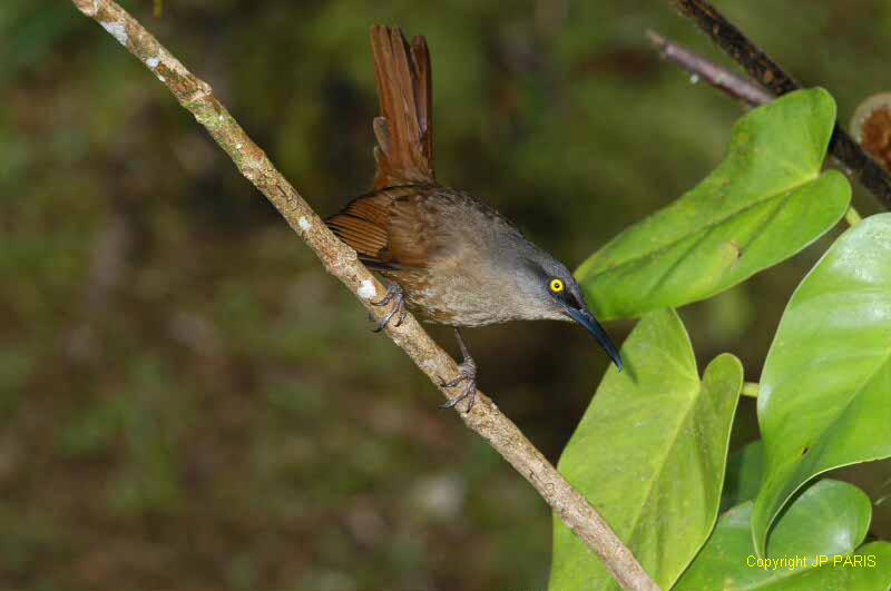 Cinclocerthia ruficauda